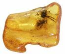 Detailed Fossil Caddisfly (Trichopterae) In Baltic Amber #59416-1